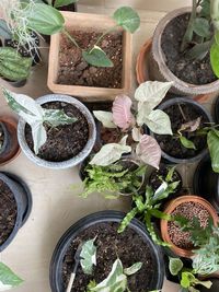 High angle view of potted plants