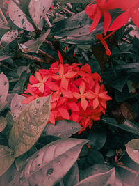High angle view of red leaves on plant