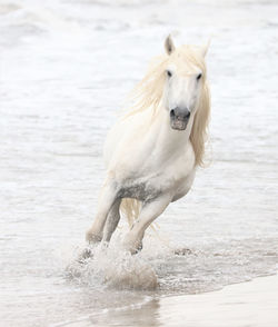 View of a white horse running on beach