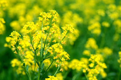 Close-up of yellow flowering plant