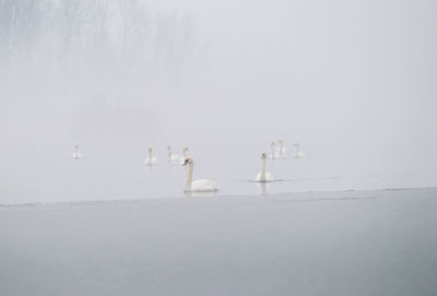 View of birds on shore against sky