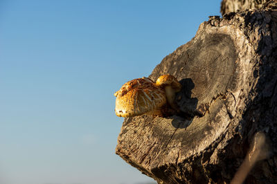 Low angle view of giraffe against sky