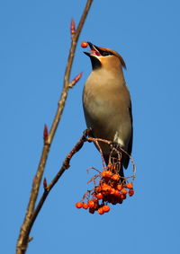 Bird perching on branch against sky