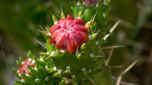 Close-up of cactus 