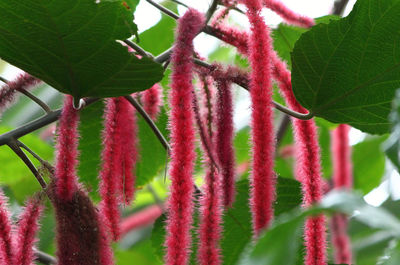 Close-up of pink flowers