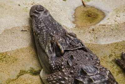 Close-up of crocodile in zoo