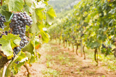 Grapes growing in vineyard