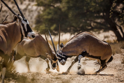 Close-up of two horses on land