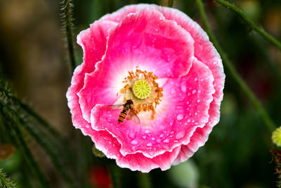 Close-up of hoverfly pollinating on pink poppy flower