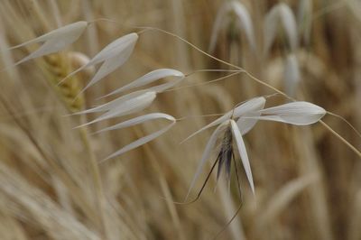 Close-up of plant against blurred background