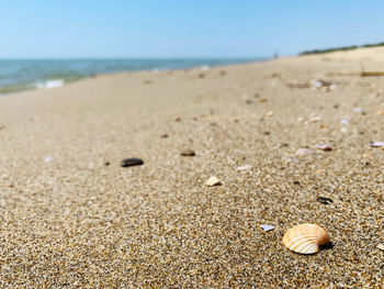 Surface level of seashell on beach