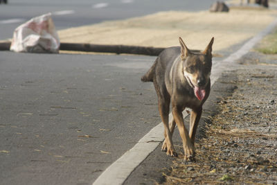 Close-up portrait of a dog