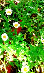 Close-up of flowers growing on plant