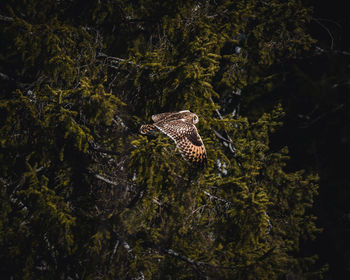 Owl flying in the forest