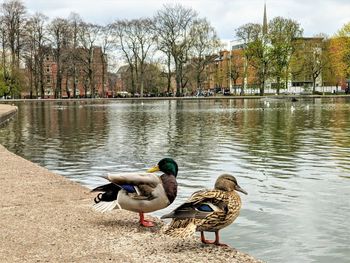 Ducks on a pond