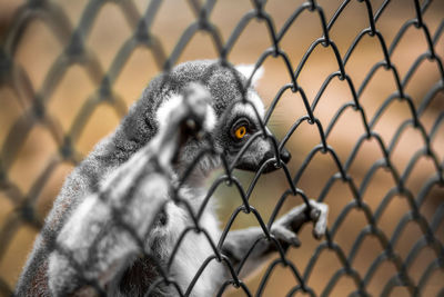 Close-up of cage in cage