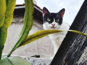 Portrait of cat