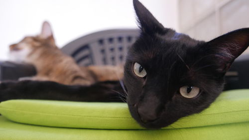 Close-up portrait of black cat lying down