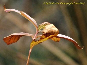 Close-up of lizard on flower