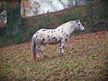 View of a dog on field