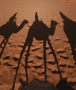 Shadow of people on camels