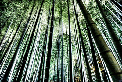 Low angle view of bamboo trees in forest