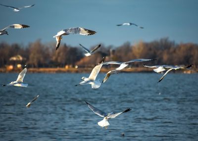 Seagulls flying over the water