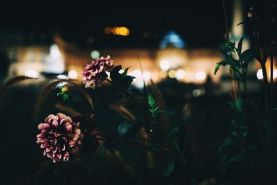 Close-up of flowering plants at night