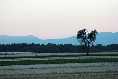 Scenic view of field against clear sky