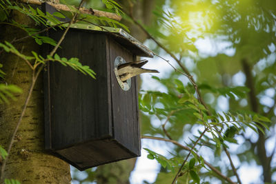 Low angle view of birds perching on branch