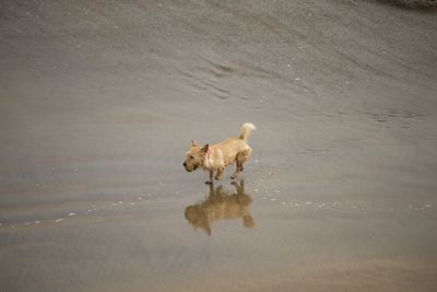 Dog running on beach