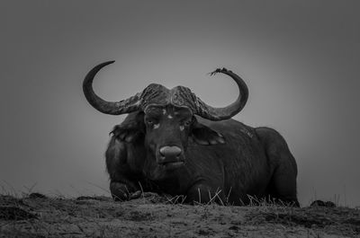 Buffalo on field