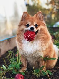 Portrait of a dog on field