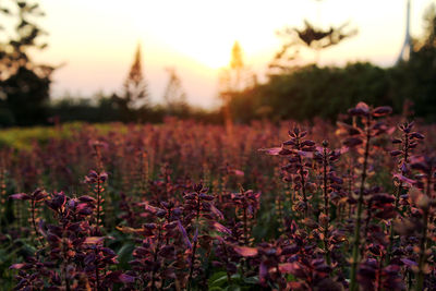 Purple flowers growing on field against sky