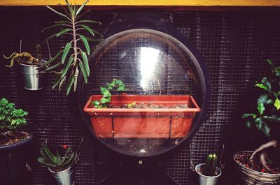 Close-up of plants on table