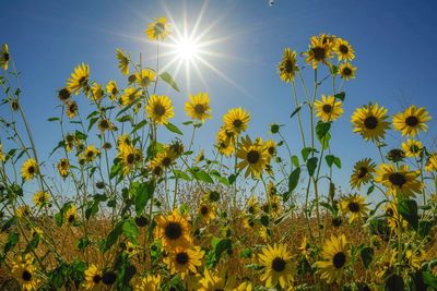 Scenic view of sunflower field against bright sun