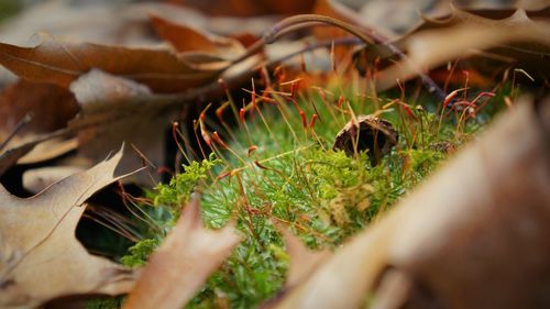 Close-up of plants growing on field