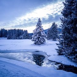 Snow covered pine trees in forest against sky