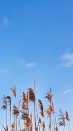 Low angle view of palm trees against blue sky