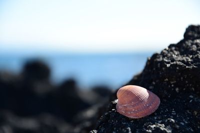 Close-up of crab on rock at beach against clear sky