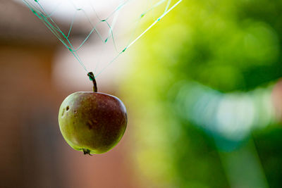 Close-up of fruits hanging on plant