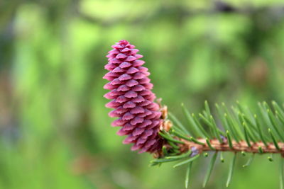 Close-up of flower against blurred background