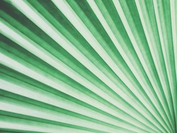 Full frame shot of palm leaf