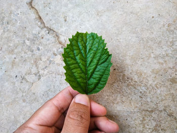 Close-up of hand holding leaf