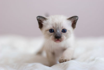 Close-up portrait of a kitten