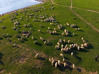 High angle view of sheep on grassy field