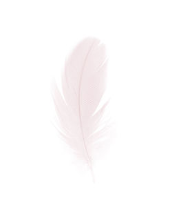 Close-up of feather against white background