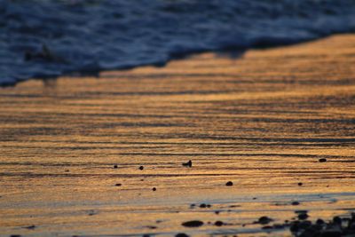 High angle view of golden beach at sunset