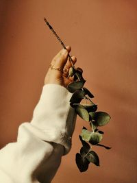 Close-up of hand holding plant against wall