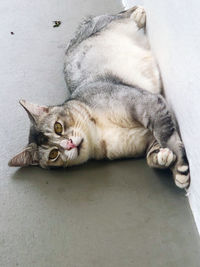 High angle view of cat sleeping on floor